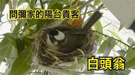 鳥築巢吉兆|鳥巢風水：居家好運大爆發